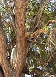 Oldest Living Things